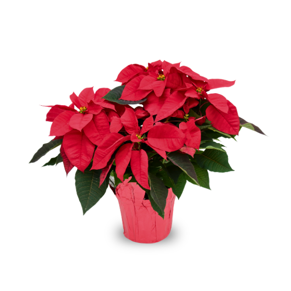 10" Poinsettia - Red